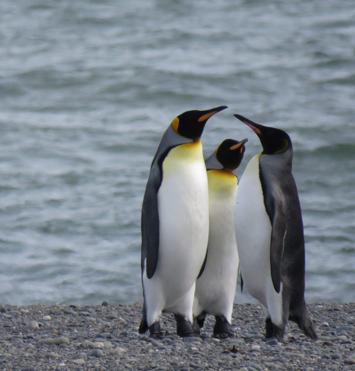 سه پنگوئن شیلی